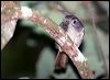 mountain_fulvetta_55921