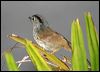 mountain_fulvetta_55986