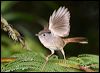 mountain_fulvetta_56012