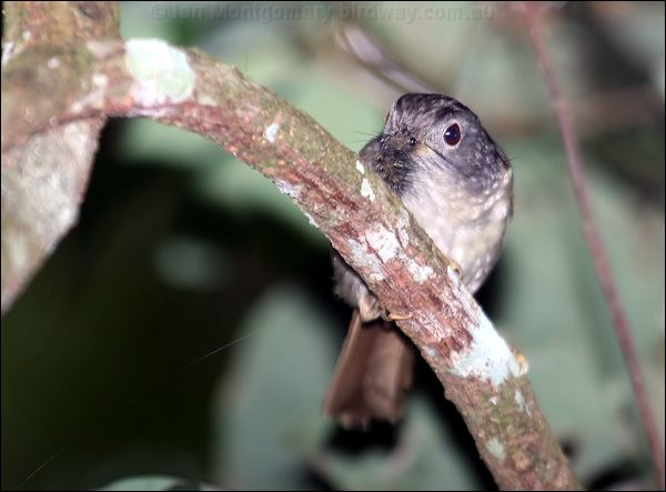 Mountain Fulvetta mountain_fulvetta_55921.psd