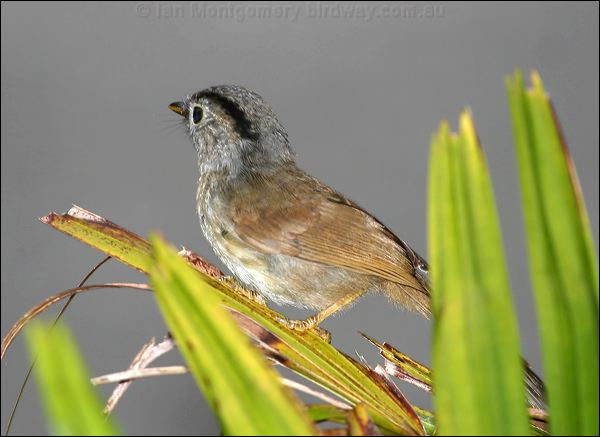 Mountain Fulvetta mountain_fulvetta_55986.psd