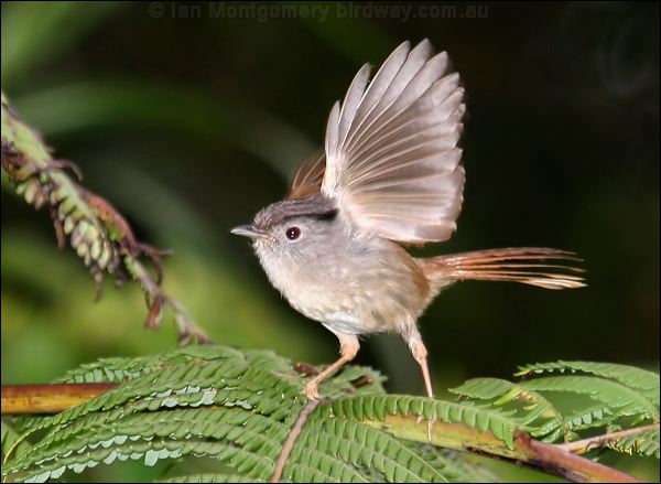 Mountain Fulvetta mountain_fulvetta_56012.psd