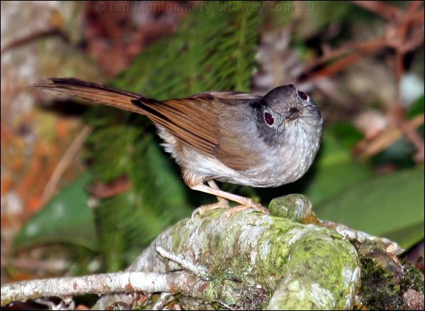 Mountain Fulvetta mountain_fulvetta_56050.psd
