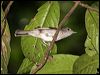 scaly_crown_babbler_50950