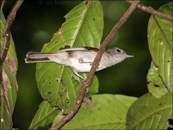 Scaly-crowned Babbler scaly_crown_babbler_50950.jpg
