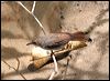whitechestedbabbler_50876