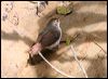 whitechestedbabbler_50883