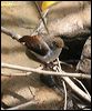 whitechestedbabbler_50888