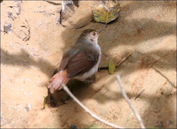 White-chested Babbler whitechestedbabbler_50883.psd