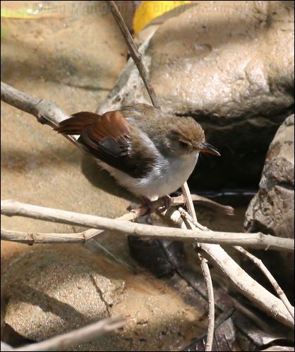 White-chested Babbler whitechestedbabbler_50888.psd