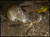 bushrat_bandicoot_99545