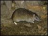 northbrownbandicoot_155194
