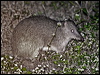 northbrownbandicoot_57685