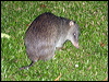 northbrownbandicoot_80592