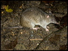northbrownbandicoot_99397