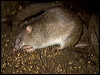 northbrownbandicoot_99432