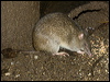 northbrownbandicoot_99536