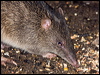 northbrownbandicoot_99547