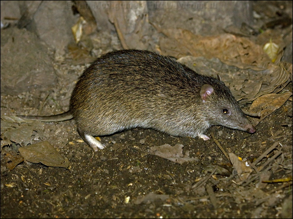 Northern Brown Bandicoot northbrownbandicoot_155194.psd