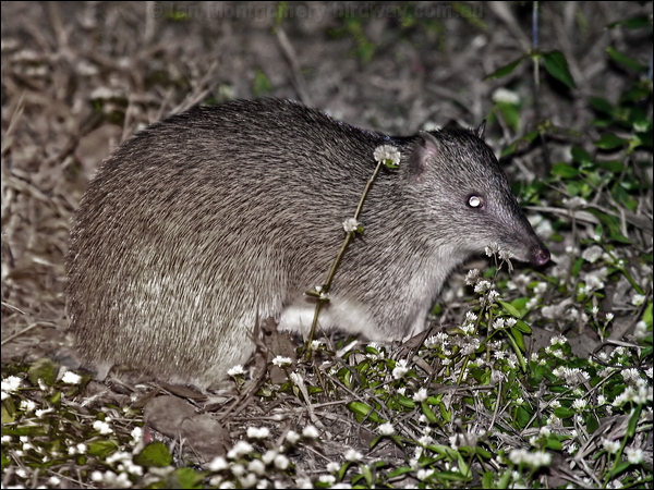 Northern Brown Bandicoot northbrownbandicoot_57685.psd
