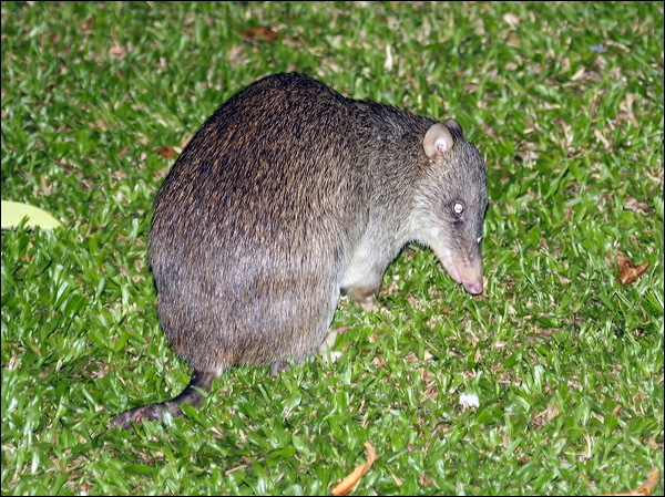 Northern Brown Bandicoot northbrownbandicoot_80592.psd