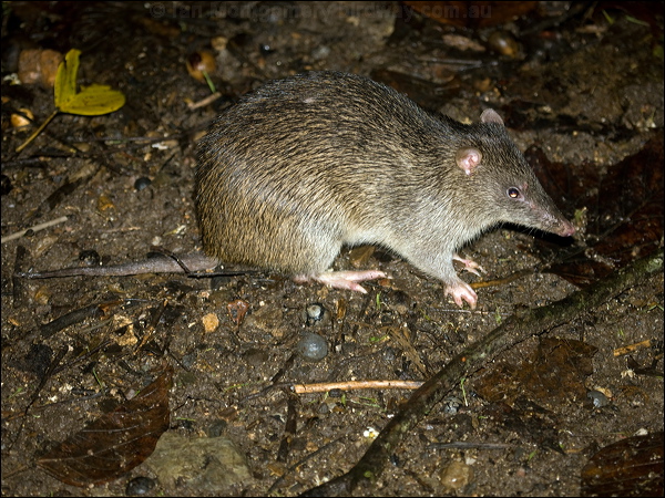 Northern Brown Bandicoot northbrownbandicoot_99397.psd