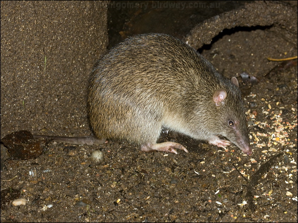 Northern Brown Bandicoot northbrownbandicoot_99536.psd
