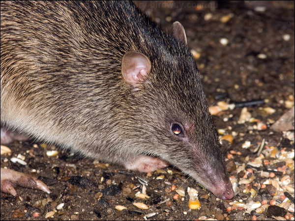 Northern Brown Bandicoot northbrownbandicoot_99547.psd