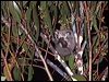 Click here to enter gallery and see photos/pictures/images of Sugar Glider
