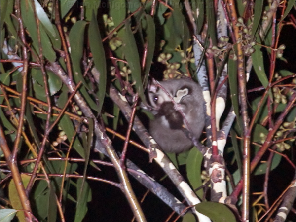 Sugar Glider sugar_glider_164210.psd