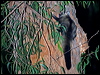 Click here to enter gallery and see photos/pictures/images of Yellow-bellied Glider
