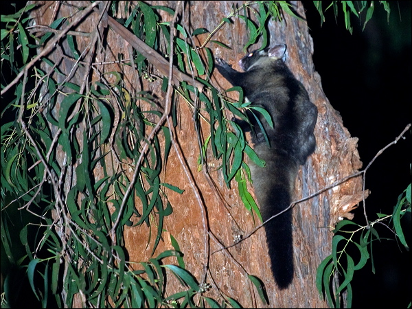 Yellow-bellied Glider yellowbelliedglider_164163.psd