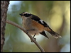 buff_sided_robin_80684