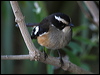 buff_sided_robin_80724