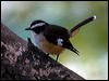 buff_sided_robin_80902