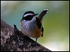 buff_sided_robin_80906