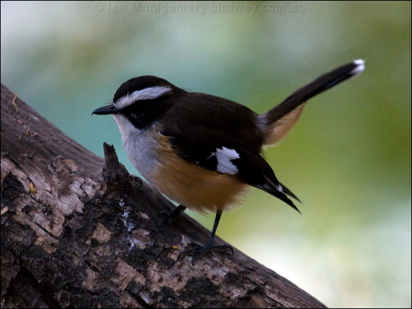 Buff-sided Robin buff_sided_robin_80902.psd