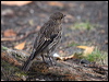dusky_robin_127943