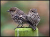 dusky_robin_127947