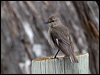 dusky_robin_128415