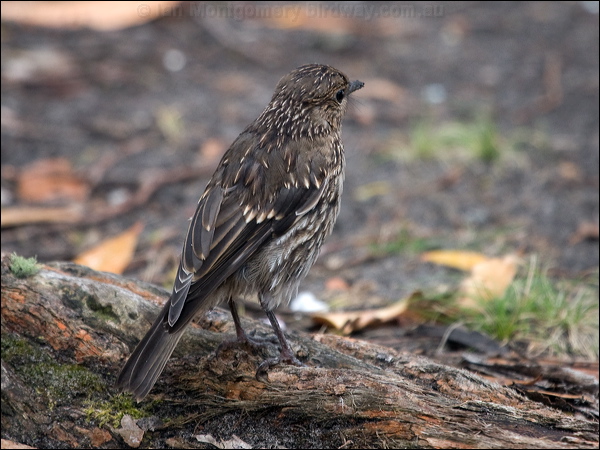 Dusky Robin dusky_robin_127943.psd