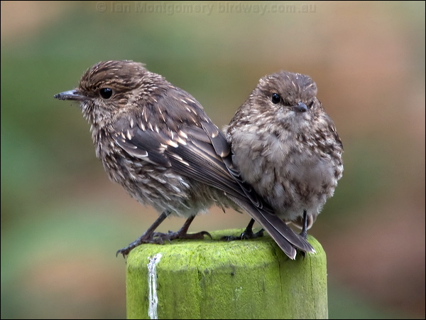 Dusky Robin dusky_robin_127947.psd