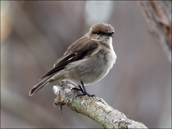 Dusky Robin dusky_robin_127975.psd