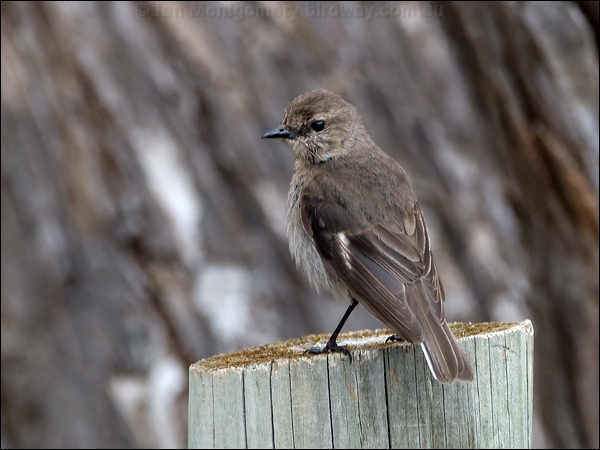 Dusky Robin dusky_robin_128415.psd