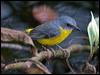 Click here to enter gallery and see photos/pictures/images of Yellow Robin