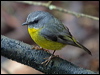 yellow_robin_154589