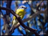 yellow_robin_163860