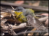 yellow_robin_200141