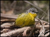 yellow_robin_200146