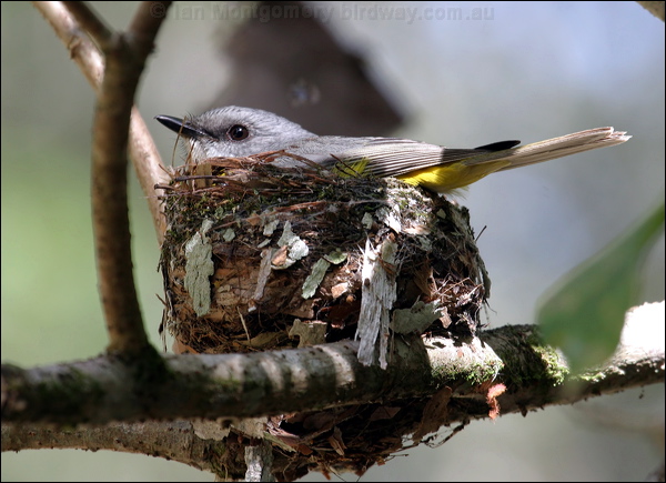 Eastern Yellow Robin yellow_robin_08449.psd
